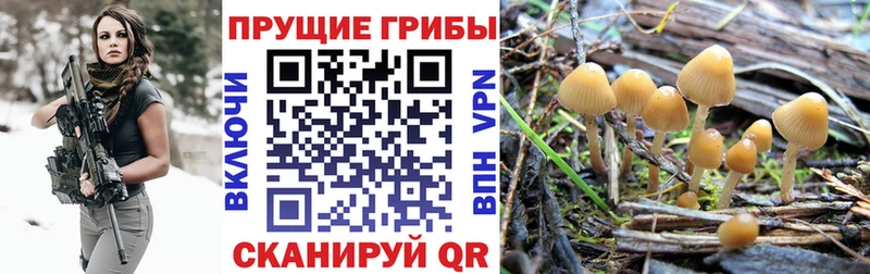 Галлюциногенные грибы Psilocybine cubensis Находка